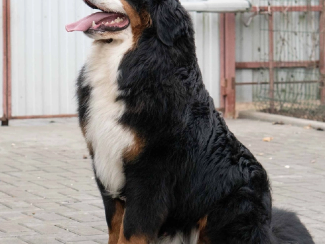 Perros Perro de Montana Barnés en venta