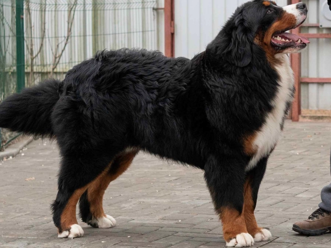 Perros Perro de Montana Barnés en venta