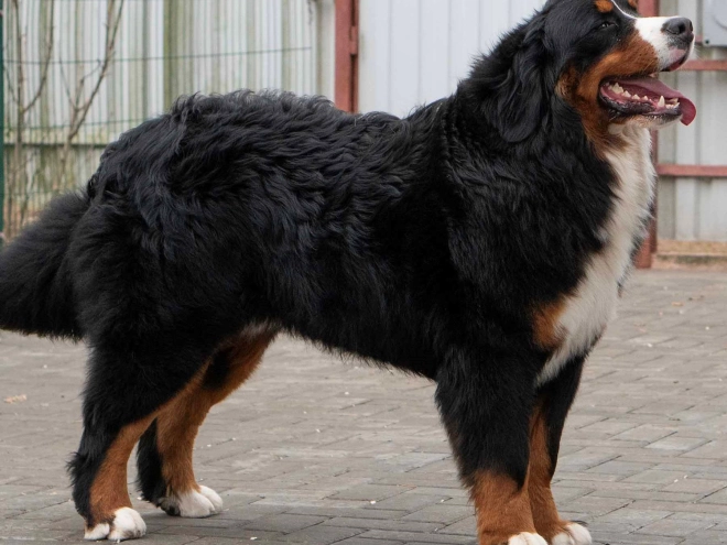 Perros Perro de Montana Barnés en venta