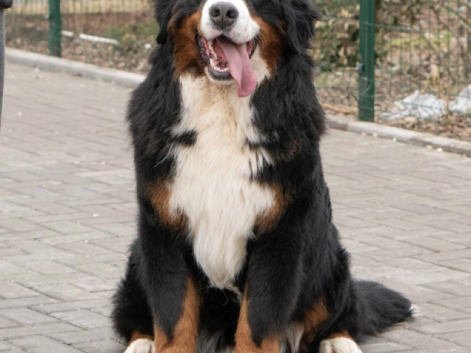Perros Perro de Montana Barnés en venta