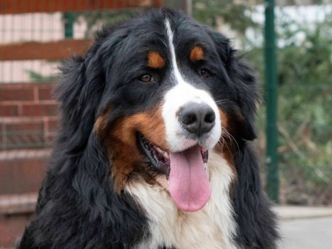 Perros Perro de Montana Barnés en venta