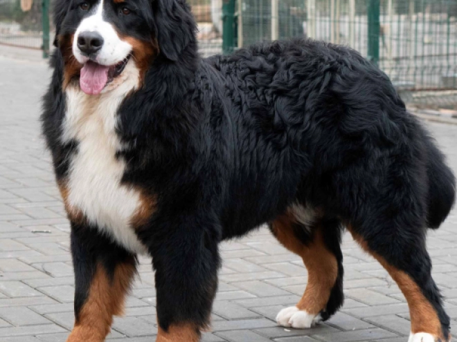 Perros Perro de Montana Barnés en venta