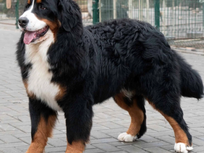 Perros Perro de Montana Barnés en venta
