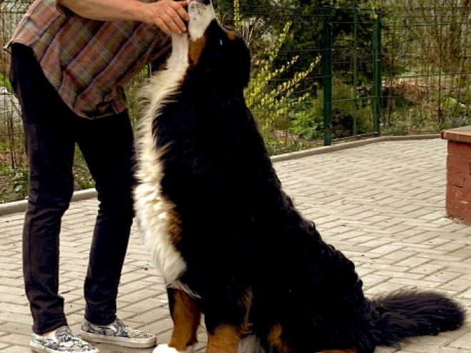 Perros Perro de Montana Barnés en venta