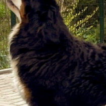 Bernese Mountain Dog puppy for sale