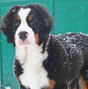 Berner Sennenhund Welpe kaufen