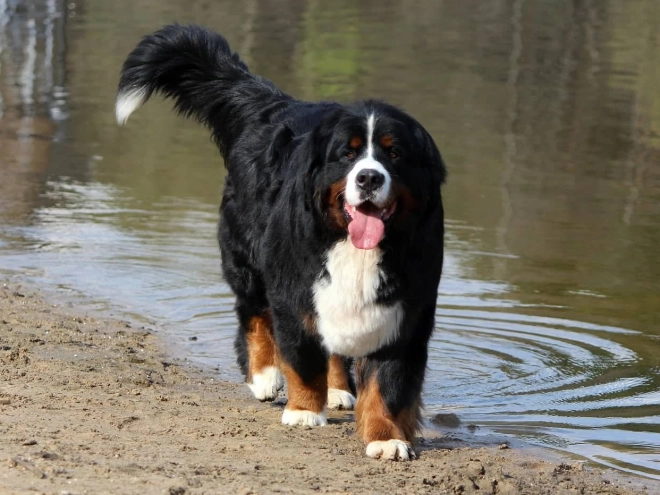Bernese Mountain Dog puppy for sale