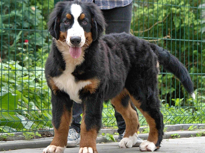 Bernese Mountain Dog puppy for sale