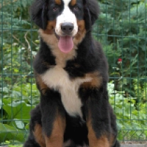 Vendi, tricolor Bernese Mountain Dog for sale