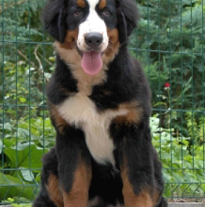Vendi, tricolor Bernese Mountain Dog for sale