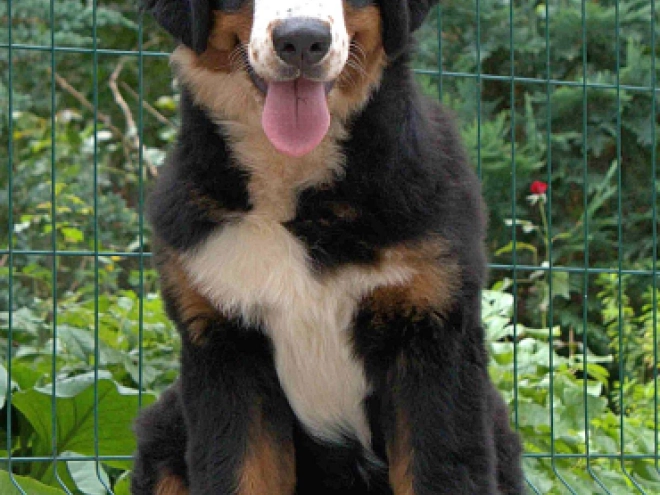 Bernese Mountain Dog puppy for sale