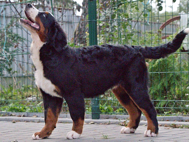 Bernese Mountain Dog puppy for sale