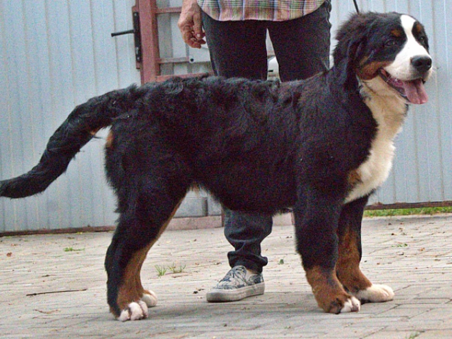 Bernese Mountain Dog puppy for sale