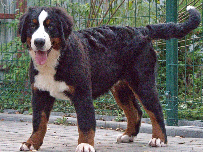 Bernese Mountain Dog puppy for sale