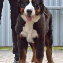 Victor, tricolor Bernese Mountain Dog for sale