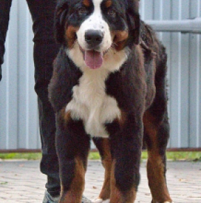 Bernese Mountain Dog puppy for sale