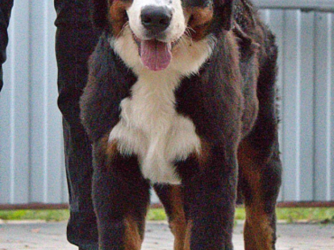 Bernese Mountain Dog puppy for sale