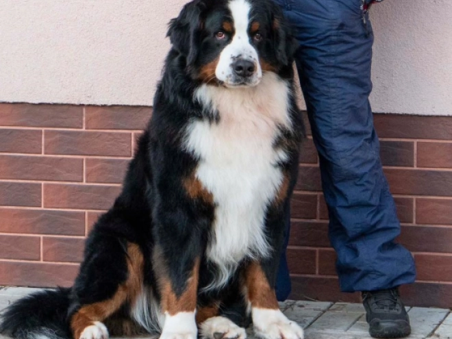 Bernese Mountain Dog puppy for sale