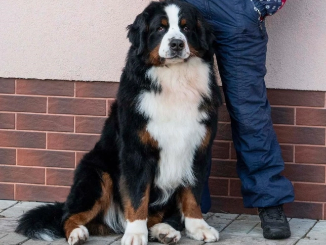 Bernese Mountain Dog puppy for sale