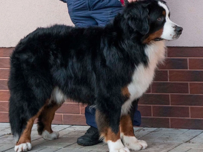 Bernese Mountain Dog puppy for sale