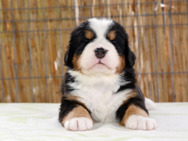 Berner Sennenhund Welpe zu verkaufen