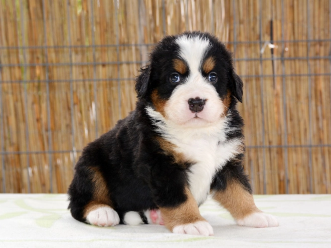 Berner Sennenhund Welpe zu verkaufen