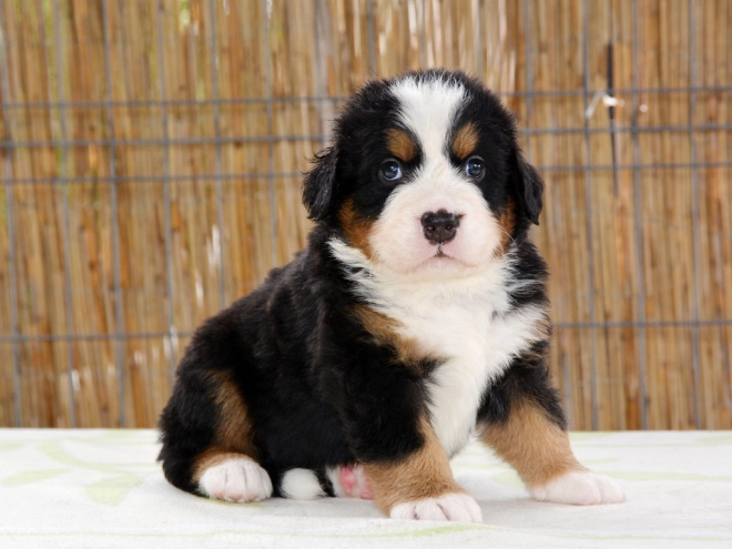Berner Sennenhund Welpe zu verkaufen