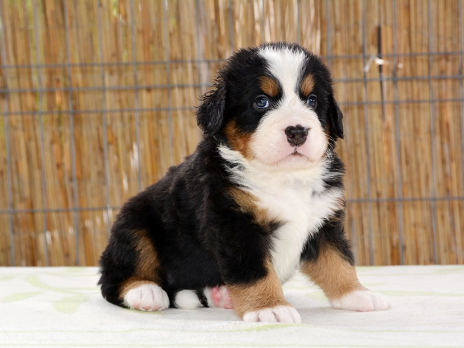 Berner Sennenhund Welpe zu verkaufen
