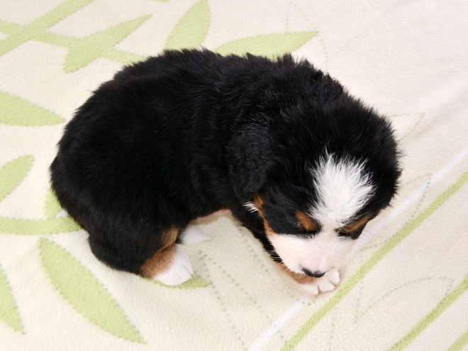 Berner Sennenhund Welpe zu verkaufen