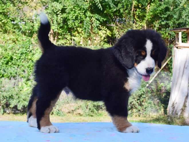 Berner Sennenhund Welpe zu verkaufen
