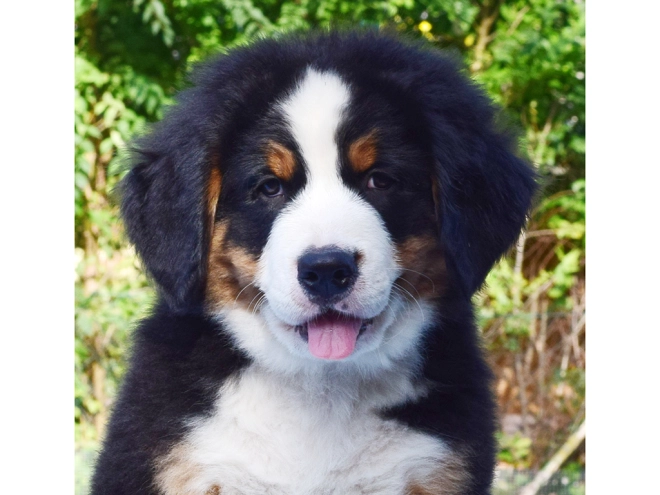 Berner Sennenhund Welpe zu verkaufen