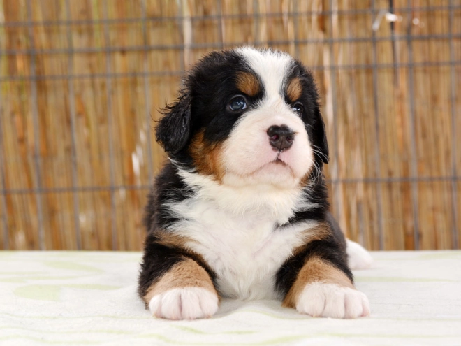 Berner Sennenhund Welpe zu verkaufen