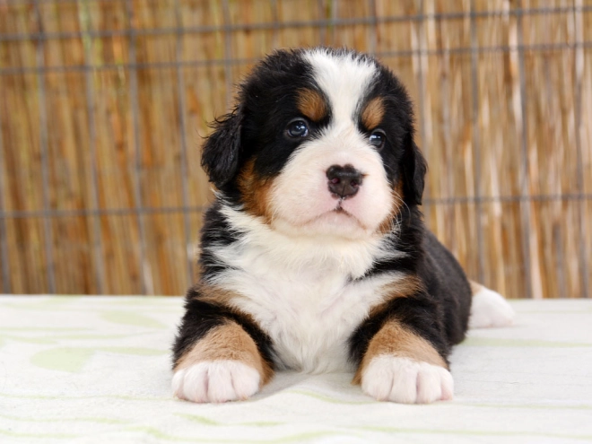 Berner Sennenhund Welpe zu verkaufen