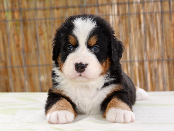 Berner Sennenhund Welpe zu verkaufen