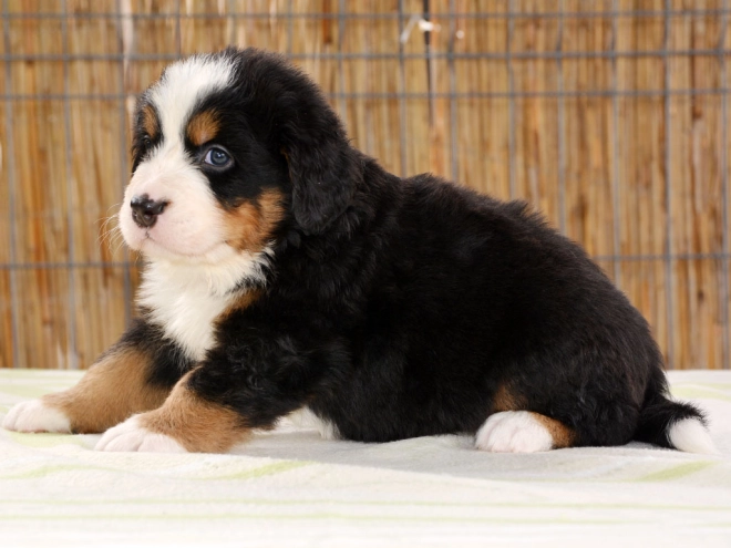 Berner Sennenhund Welpe zu verkaufen