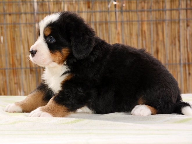 Berner Sennenhund Welpe zu verkaufen