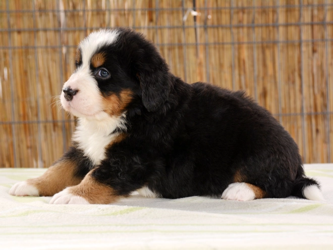 Berner Sennenhund Welpe zu verkaufen