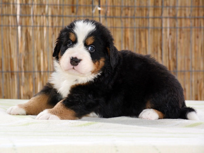 Berner Sennenhund Welpe zu verkaufen