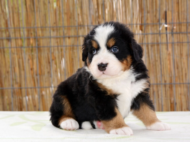 Berner Sennenhund Welpe zu verkaufen