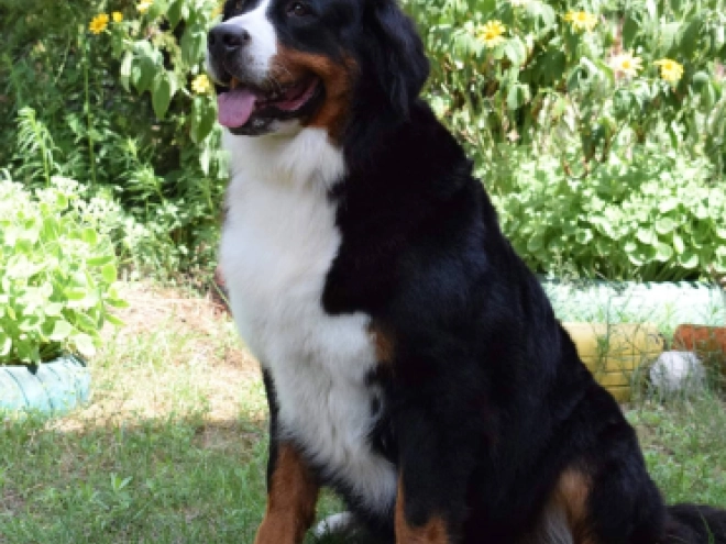 Berner Sennenhund Welpe zu verkaufen