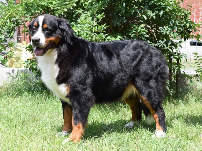 Berner Sennenhund Welpe zu verkaufen