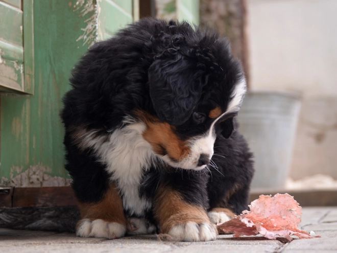 Berner Sennenhund Welpe zu verkaufen