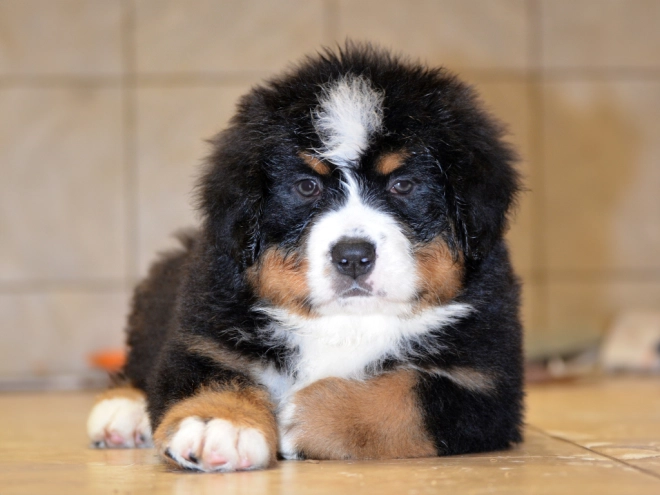 Berner Sennenhund Welpe zu verkaufen