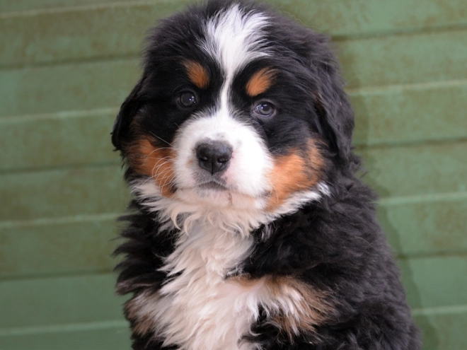 Berner Sennenhund Welpe zu verkaufen