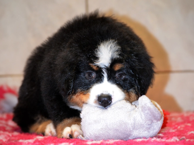 Berner Sennenhund Welpe zu verkaufen