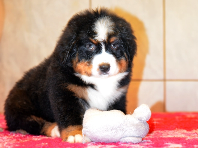 Berner Sennenhund Welpe zu verkaufen