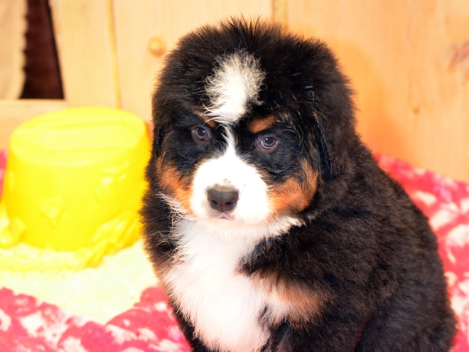 Berner Sennenhund Welpe zu verkaufen