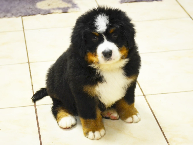 Berner Sennenhund Welpe zu verkaufen