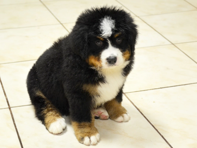 Berner Sennenhund Welpe zu verkaufen