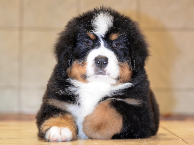 Berner Sennenhund Welpe zu verkaufen